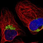 HADHA Antibody in Immunocytochemistry (ICC/IF)