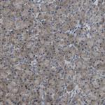 HADHA Antibody in Immunohistochemistry (IHC)