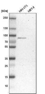 HADHA Antibody in Western Blot (WB)