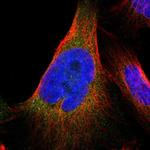 JWA Antibody in Immunocytochemistry (ICC/IF)