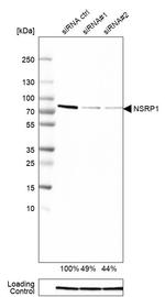 NSRP1 Antibody in Western Blot (WB)