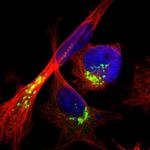 ACBD3 Antibody in Immunocytochemistry (ICC/IF)