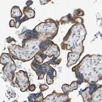 ACBD3 Antibody in Immunohistochemistry (Paraffin) (IHC (P))