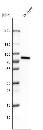 ACBD3 Antibody in Western Blot (WB)