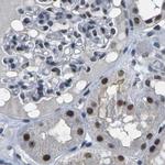 NSRP1 Antibody in Immunohistochemistry (IHC)