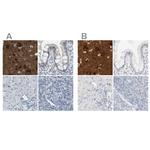 RTN3 Antibody in Immunohistochemistry (IHC)