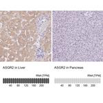 ASGR2 Antibody in Immunohistochemistry (IHC)