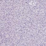 ASGR2 Antibody in Immunohistochemistry (IHC)