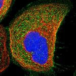 WDR53 Antibody in Immunocytochemistry (ICC/IF)