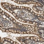 WDR53 Antibody in Immunohistochemistry (Paraffin) (IHC (P))