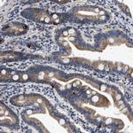 KV1.4 (KCNA4) Antibody in Immunohistochemistry (Paraffin) (IHC (P))