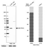 HSD17B12 Antibody