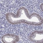 BAG5 Antibody in Immunohistochemistry (IHC)