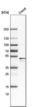 BAG5 Antibody in Western Blot (WB)