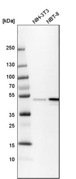 BAG5 Antibody in Western Blot (WB)