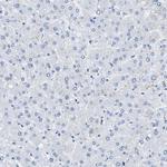 Bisphosphoglycerate mutase Antibody in Immunohistochemistry (Paraffin) (IHC (P))