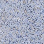 Bisphosphoglycerate mutase Antibody in Immunohistochemistry (IHC)