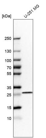 Bisphosphoglycerate mutase Antibody in Western Blot (WB)