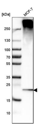 DERL1 Antibody in Western Blot (WB)