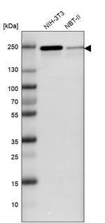 JMJD1B Antibody in Western Blot (WB)