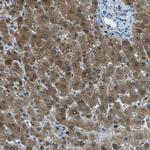 ASL Antibody in Immunohistochemistry (Paraffin) (IHC (P))