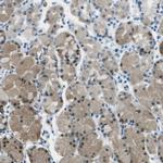 ASL Antibody in Immunohistochemistry (Paraffin) (IHC (P))