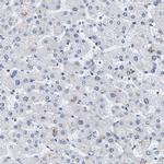 Pericentrin Antibody in Immunohistochemistry (IHC)