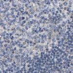 Pericentrin Antibody in Immunohistochemistry (IHC)