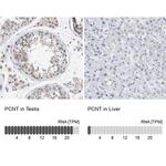 Pericentrin Antibody