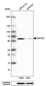 ZNF207 Antibody