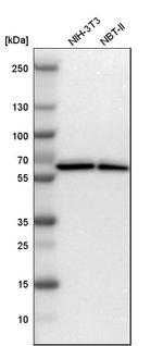 ZNF207 Antibody in Western Blot (WB)