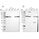 LTA4H Antibody in Western Blot (WB)