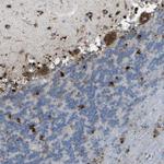 PRCP Antibody in Immunohistochemistry (Paraffin) (IHC (P))