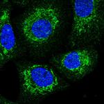 SQRDL Antibody in Immunocytochemistry (ICC/IF)