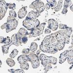 SQRDL Antibody in Immunohistochemistry (Paraffin) (IHC (P))