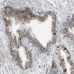 SQRDL Antibody in Immunohistochemistry (Paraffin) (IHC (P))