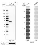 SQRDL Antibody in Western Blot (WB)