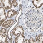 HLCS Antibody in Immunohistochemistry (Paraffin) (IHC (P))