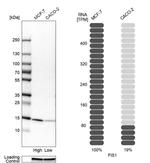 FIS1 Antibody in Western Blot (WB)