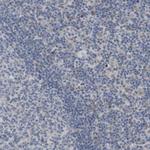 MOSC2 Antibody in Immunohistochemistry (Paraffin) (IHC (P))