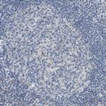 MOSC2 Antibody in Immunohistochemistry (IHC)