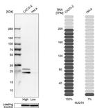 NUDT4 Antibody in Western Blot (WB)