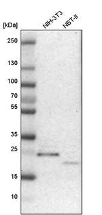 NUDT4 Antibody in Western Blot (WB)