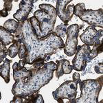 SNX14 Antibody in Immunohistochemistry (Paraffin) (IHC (P))