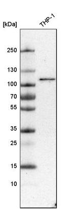 SNX14 Antibody in Western Blot (WB)