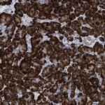 PRSS16 Antibody in Immunohistochemistry (IHC)