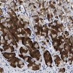 PRSS16 Antibody in Immunohistochemistry (IHC)