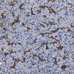 ADCY10 Antibody in Immunohistochemistry (Paraffin) (IHC (P))