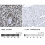 OGFR Antibody