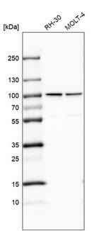 NUP93 Antibody in Western Blot (WB)